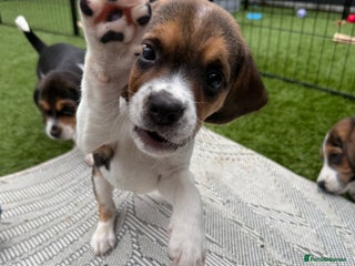 Beagle dogs - Advert 2