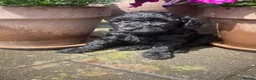 Cockapoo dogs for sale: Beautiful Litter of F1B Cockapoos🐶 - Advert 17