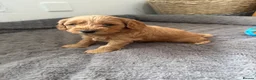Cockapoo dogs for sale: Beautiful Cockapoo Puppies - Advert 4
