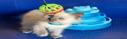 Ragdoll cats for sale: GCCF Ragdoll 🏆Champion Bloodline🌟5-Gen Pedigrees - Advert 27