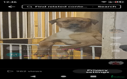 Mixed Breed dogs for sale: Rottweiler x Akita  mastiff pups - Advert 3