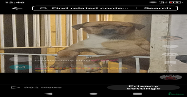 Mixed Breed dogs Rottweiler x Akita  bullmastiff pups - Advert 7