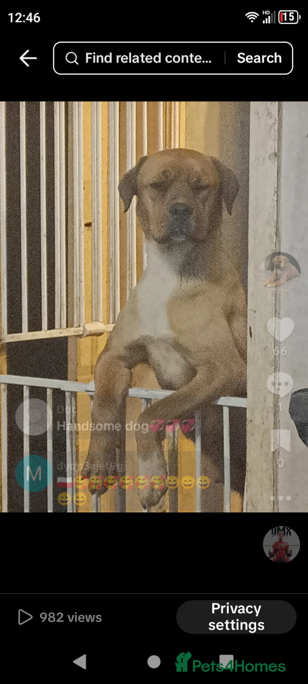 Mixed Breed dogs for sale: Rottweiler x Akita  mastiff pups - Advert 3