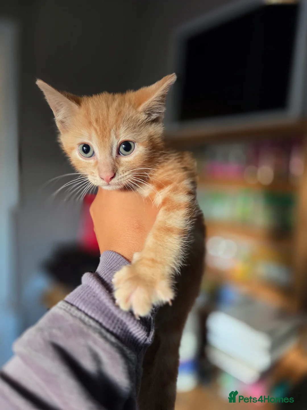 Mixed Breed cats for sale: Ginger Tabby Kittens - Advert 15