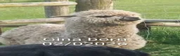 Alpaca livestock for sale: BAS registered breeding female Alpacas  in Totnes - Advert 6