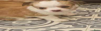 Chihuahua 4