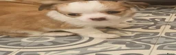 Chihuahua dogs for sale: Beautiful chihuahua pups - Advert 17