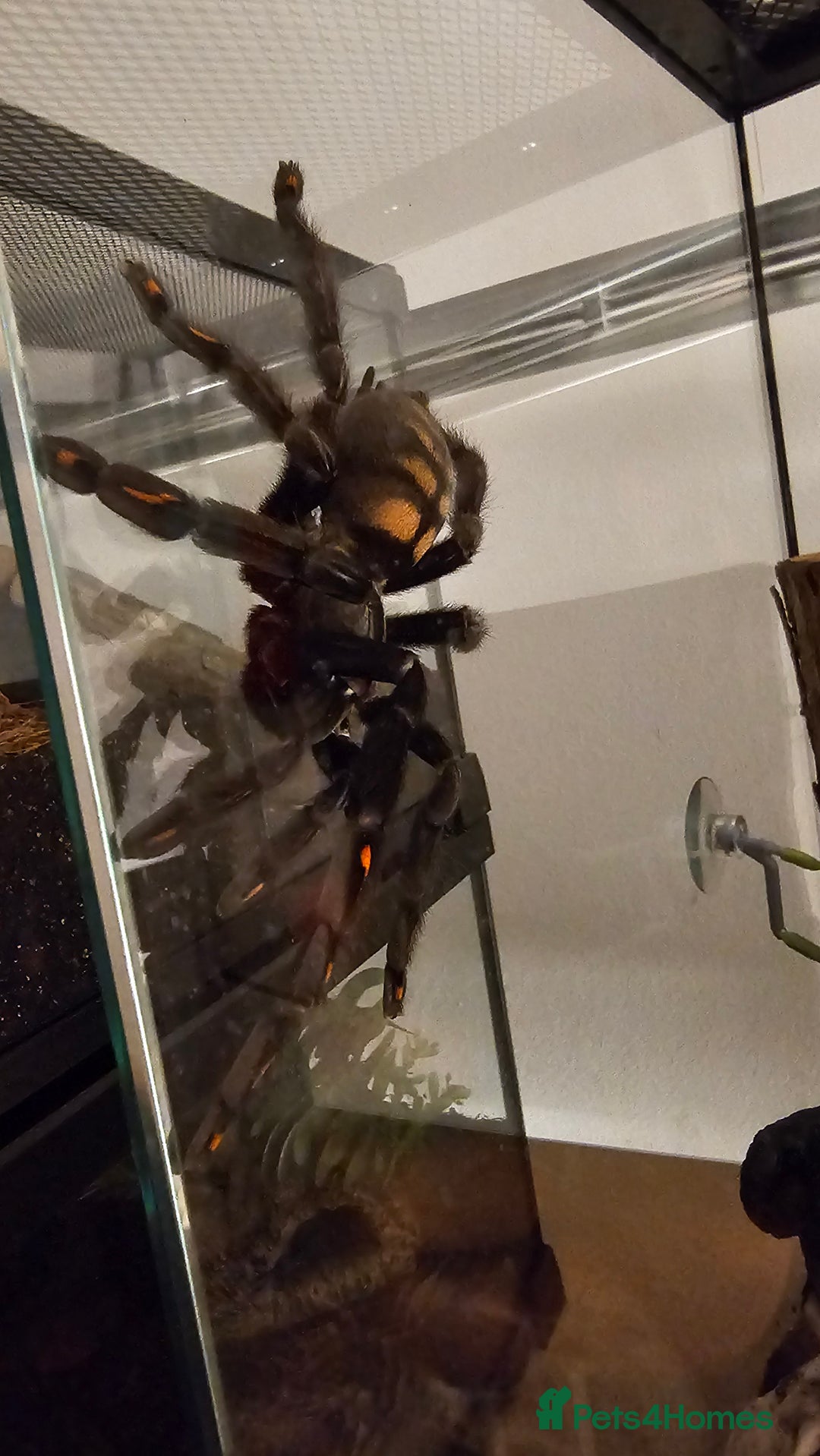 Tarantulas invertebrates for sale: Psalmopoeus Irminia / Venezuelan Sun Tiger AF - Image 4
