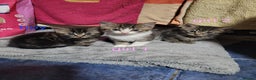 Mixed Breed cats for sale: Beautiful kittens looking for there forever home  - Advert 2