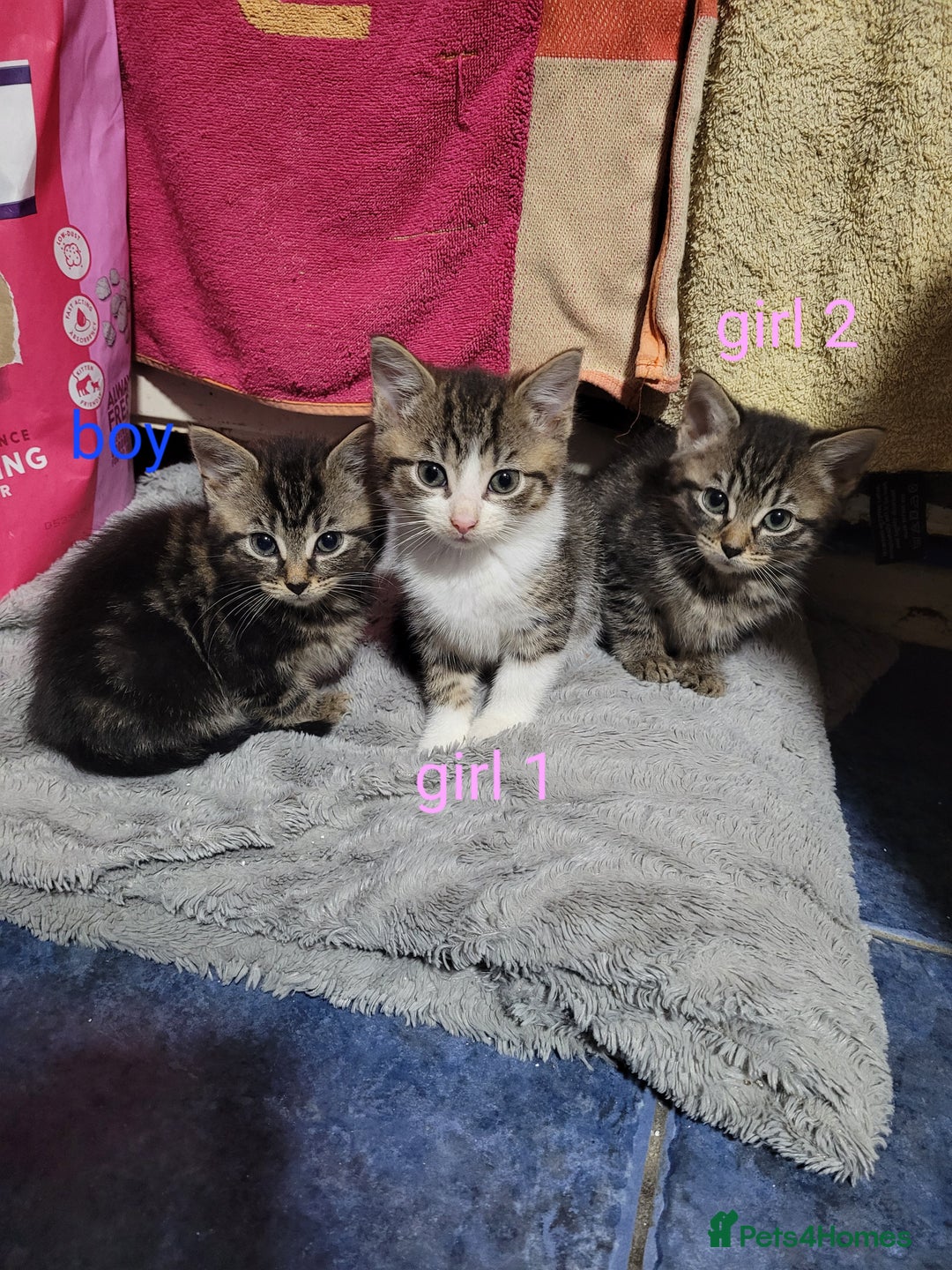 Mixed Breed cats for sale: Beautiful kittens looking for there forever home  - Advert 2