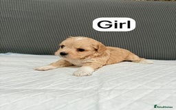 Mixed Breed dogs for sale: Mixed puppies  - Advert 5