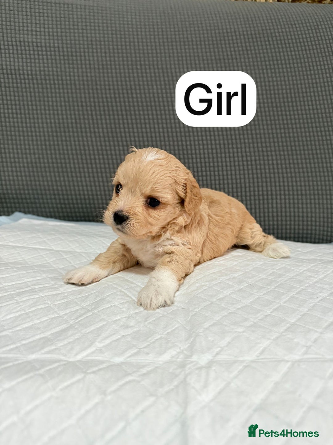 Mixed Breed dogs for sale: Mixed puppies  - Advert 5