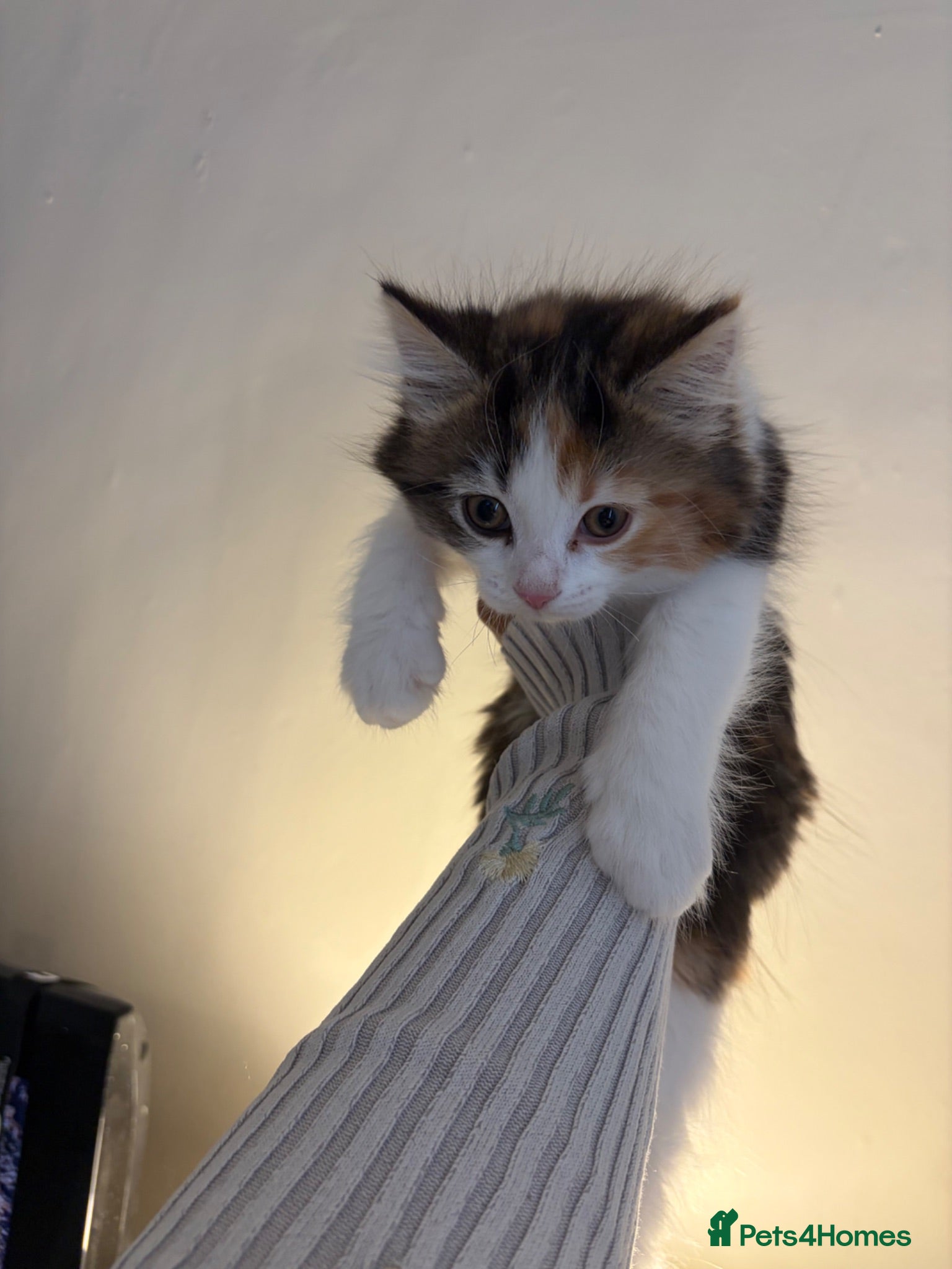 Mixed Breed cats Ginger, Black and White Female Kitten - Advert 3