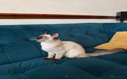 Ragdoll cats for sale: Ragdoll kittens for sale  - Image 22