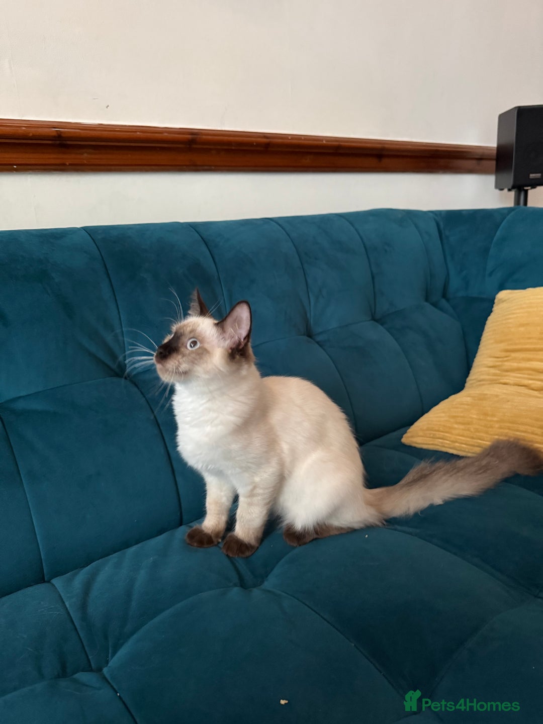 Ragdoll cats for sale: Ragdoll kittens for sale  - Image 22