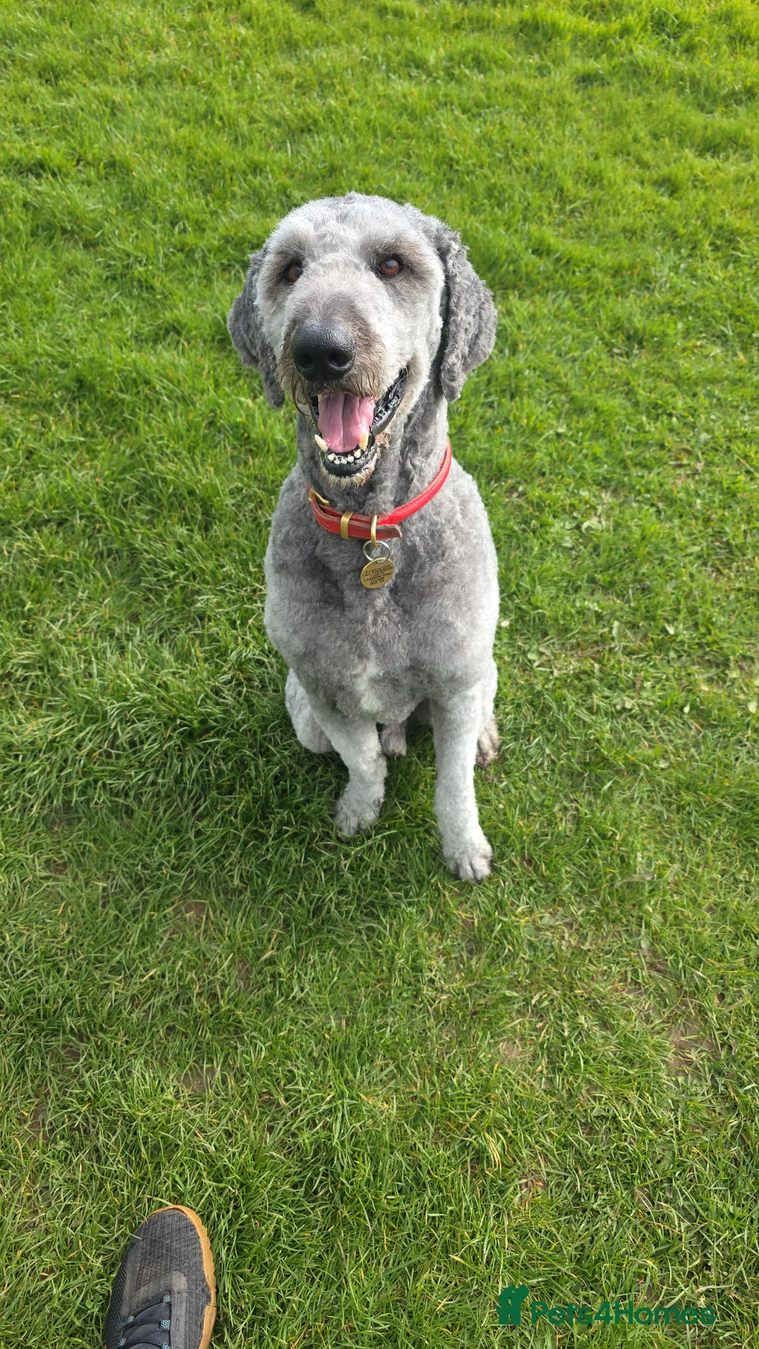 Sheepadoodle dogs for sale: Finn, 4 year old Male Sheepadoodle - Advert 2