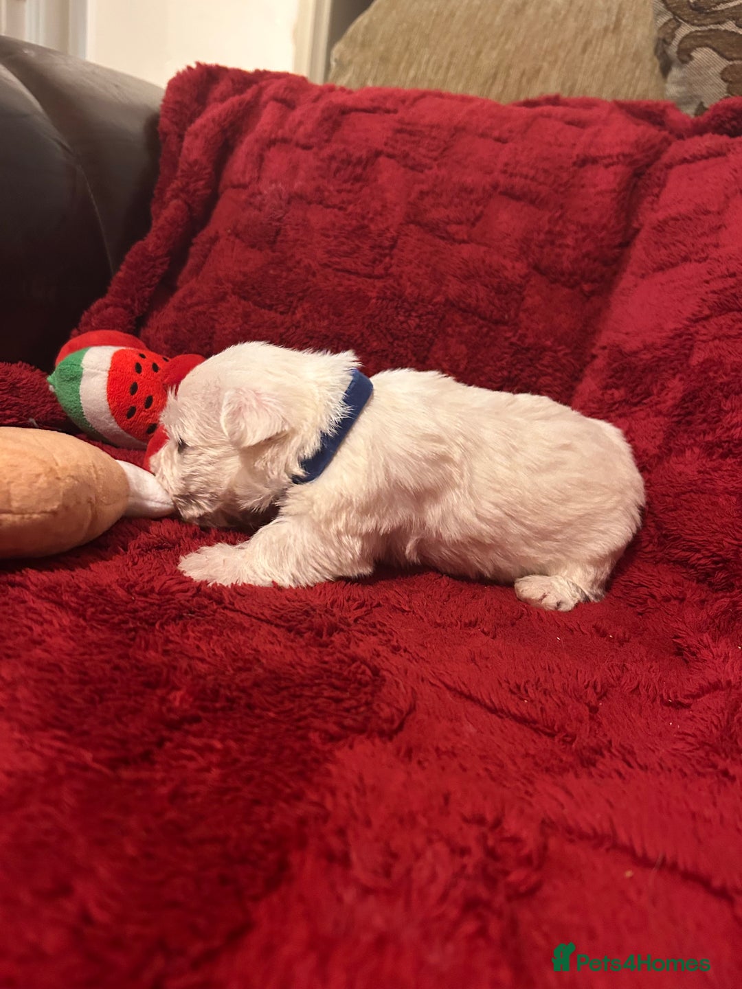 West Highland Terrier dogs for sale: West highland puppies - Advert 25