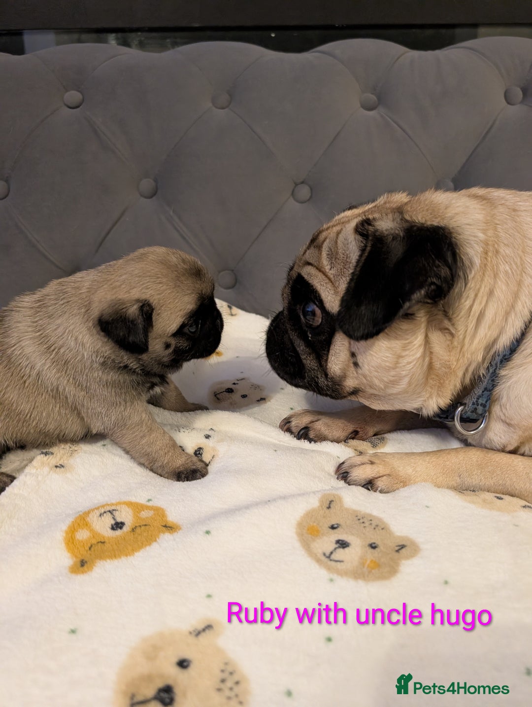 Pug dogs for sale: Pug Puppies - Image 29