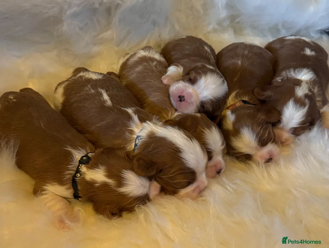 Cavalier King Charles Spaniel dogs for sale: Cavalier King Charles KC reg DNA 5* home breed - Advert 2