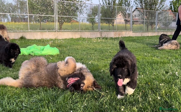 Caucasian Shepherd Dog dogs - Advert 13