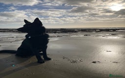German Shepherd dogs for stud: Stunning black GSD - exceptional health and temper - Image 8