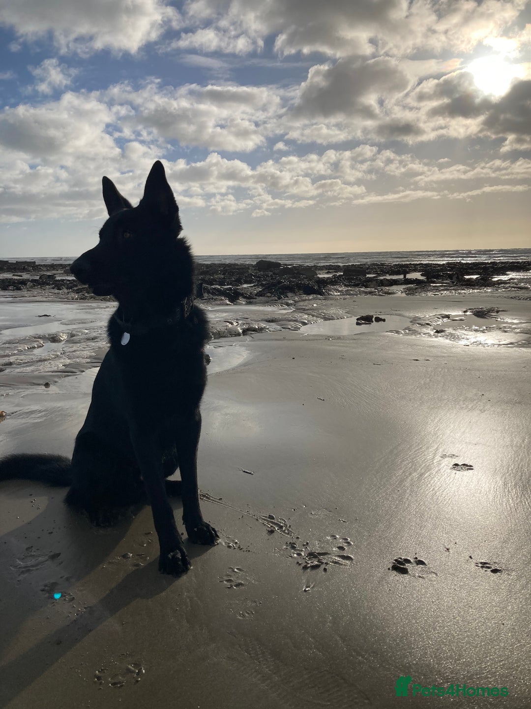 German Shepherd dogs for stud: Stunning black GSD - exceptional health and temper - Image 8