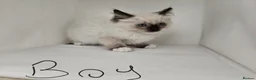 Ragdoll cats for sale: Purebred beautiful ragdoll kittens  - Advert 14