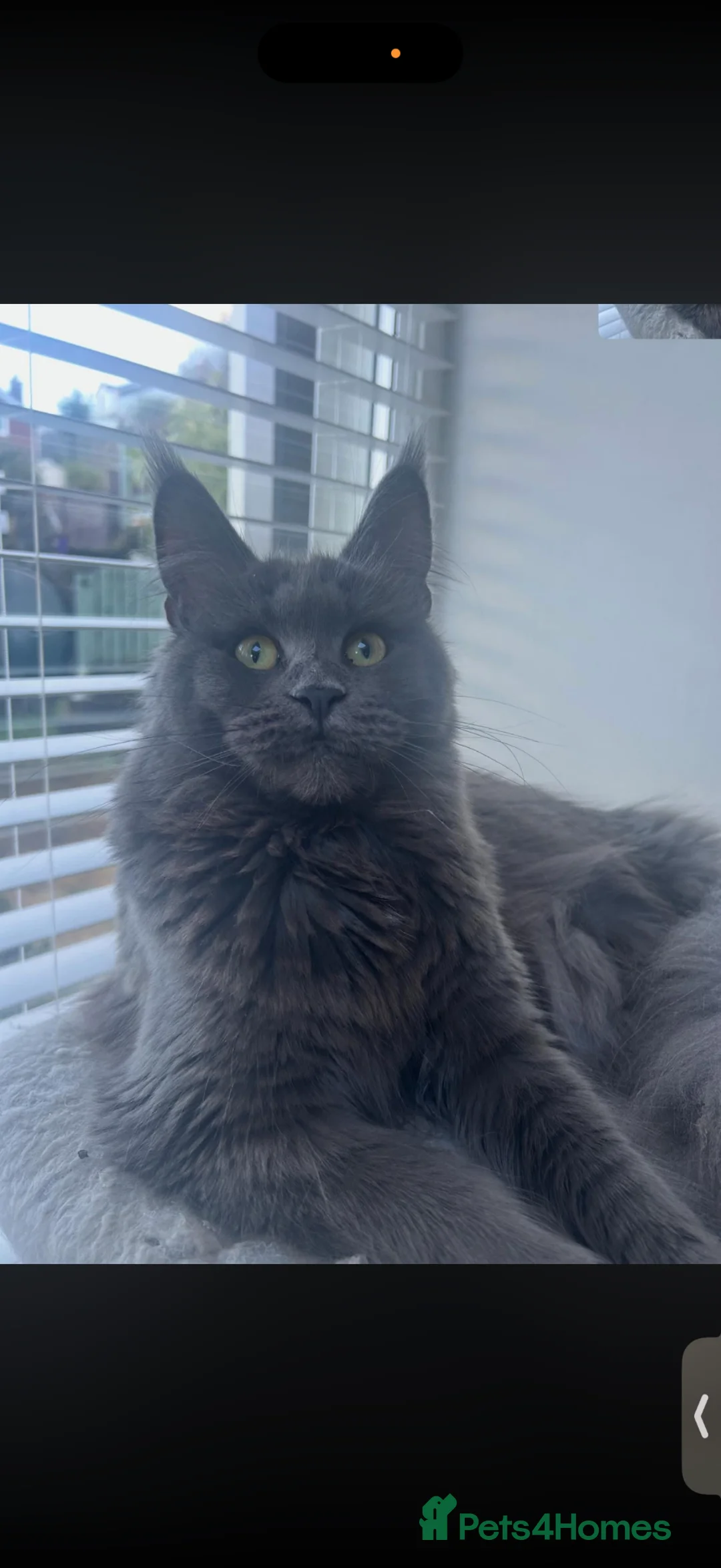 Maine Coon cats for sale: 3 Maine coon boys  - Advert 5