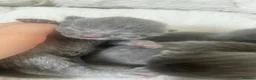 Mixed Breed cats for sale: Grey kittens  - Advert 9