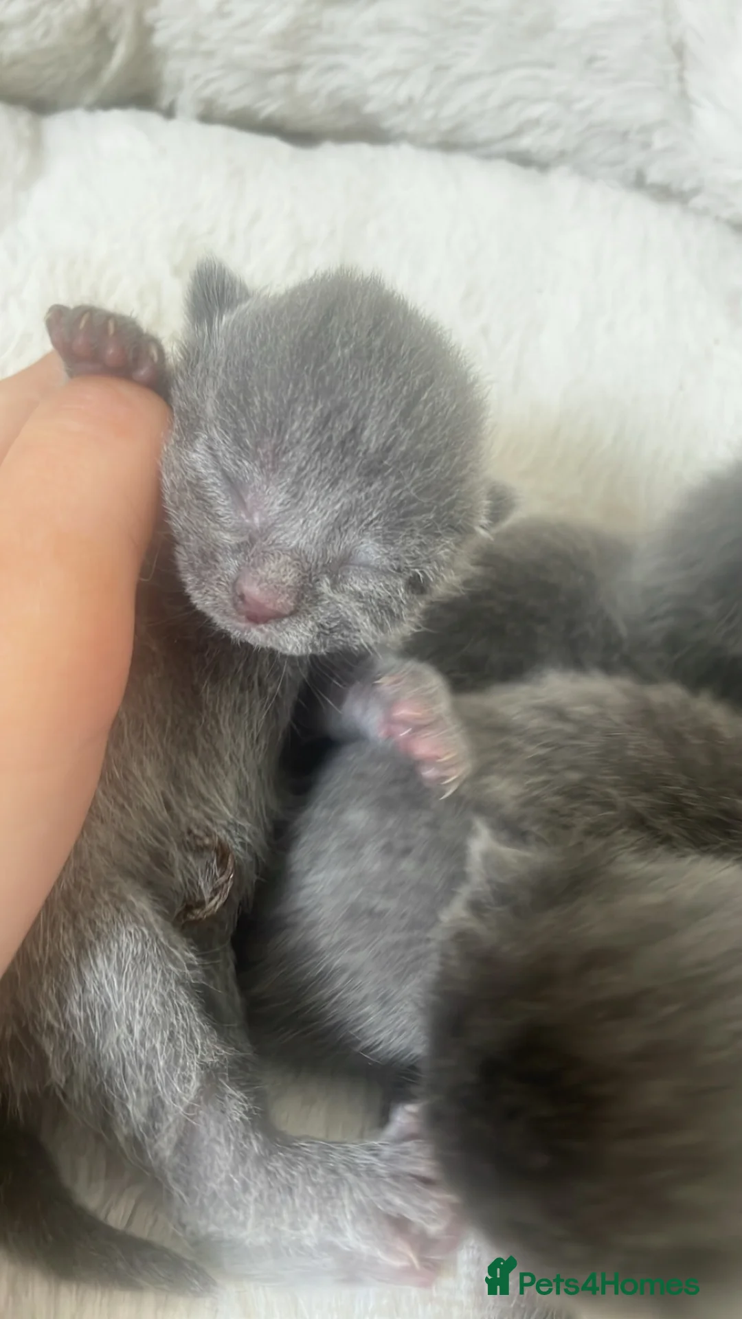 Mixed Breed cats for sale: Grey kittens  - Advert 9