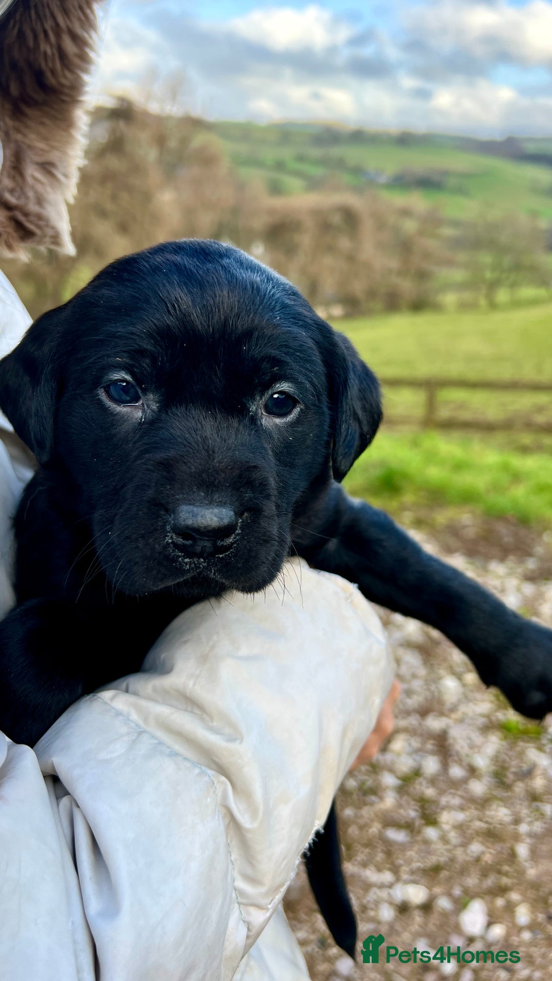 Labrador Retriever dogs for sale: KC Registered black Labrador Puppies for sale - Advert 9