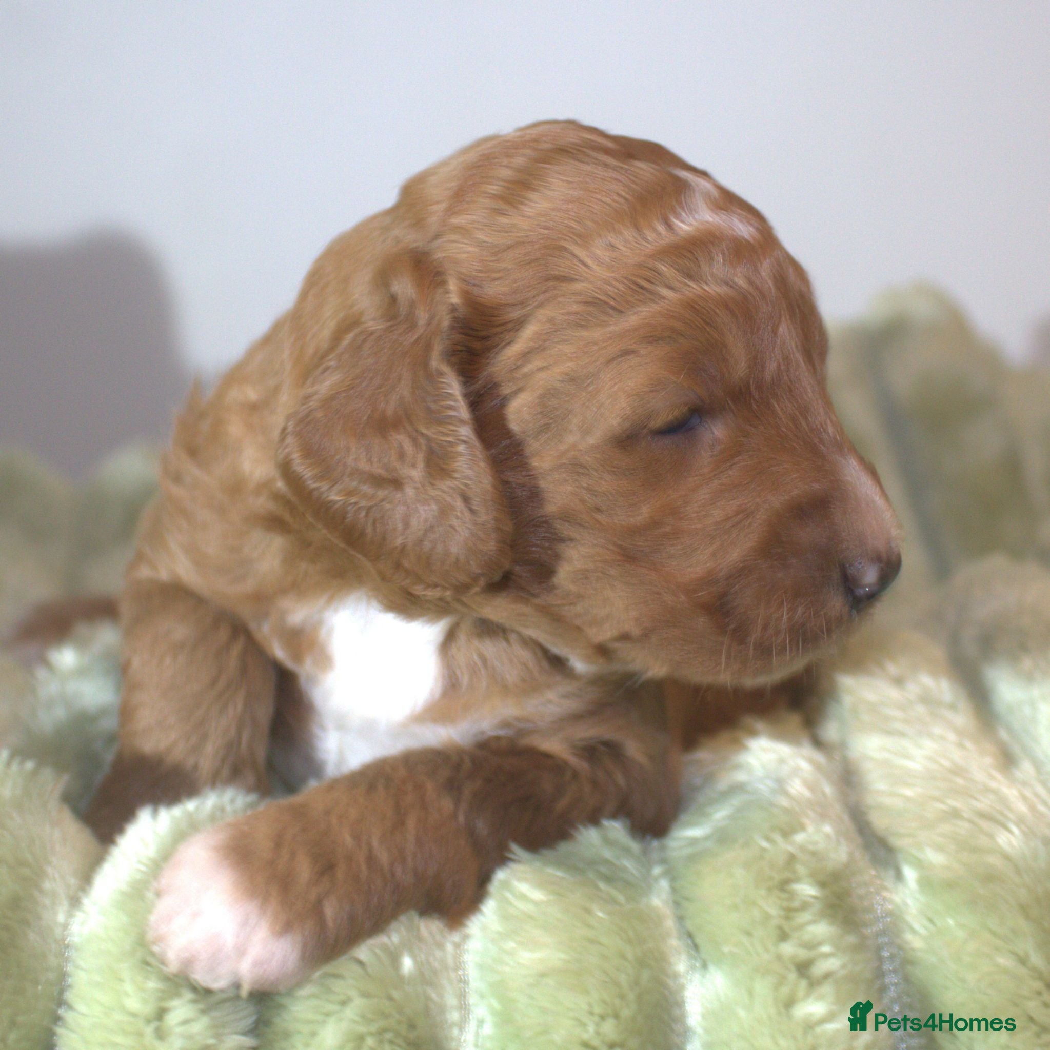 Australian Labradoodle dogs 🌈 Waiting List Open RAINBOW litter due mid August - Advert 2