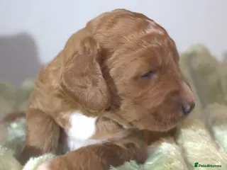 Australian Labradoodle dogs 🌈 Waiting List Open RAINBOW litter due mid August - Advert 2