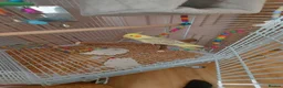 Cockatiels birds for sale: Cockatiel for rehoming - Advert 3