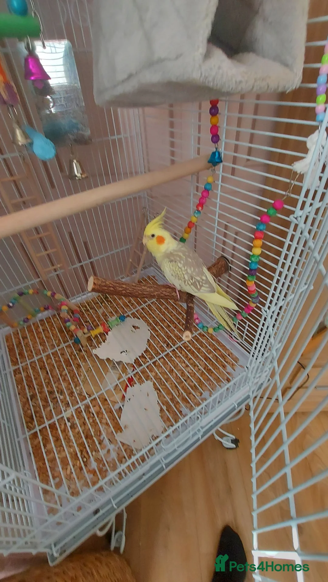 Cockatiels birds for sale: Cockatiel for rehoming - Advert 3