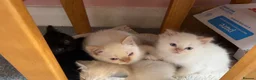 Persian cats for sale: 3 Himalayan X Chinchilla Persian kittens  - Advert 1