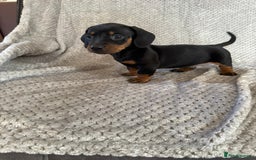 Miniature Dachshund dogs for sale: 5 lovely sausage pups - Image 8