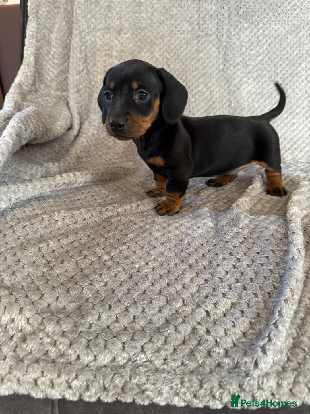 Miniature Dachshund dogs for sale: 5 lovely sausage pups - Image 8