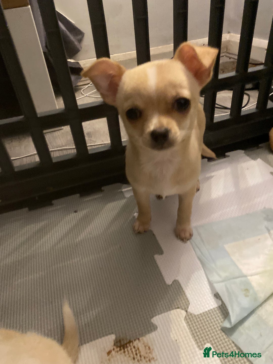 Chihuahua dogs for sale: CHIHUAHUA PUPPIES 2 BOYS 2 GIRLS READY TO LEAVE - Advert 18