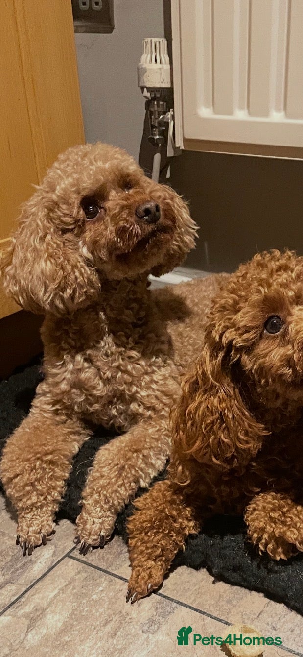 Miniature Poodle dogs Beautiful red miniature poodles  - Advert 3