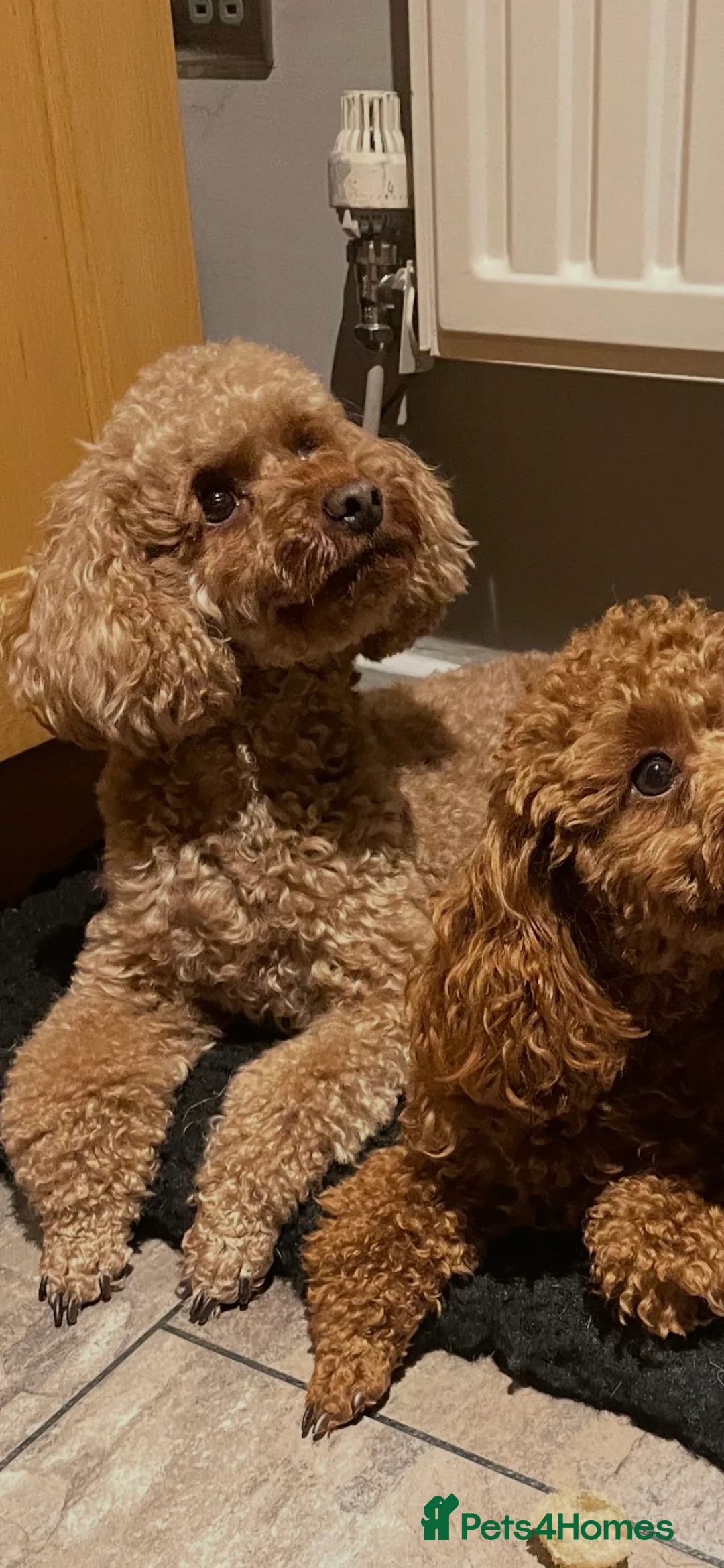 Miniature Poodle dogs for sale: Beautiful red miniature poodles  - Advert 2