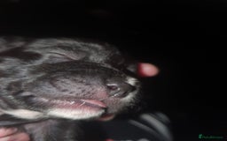 Staffordshire Bull Terrier dogs for sale: Staffordshire Bull Terrior Pups - 9 in total. - Image 14