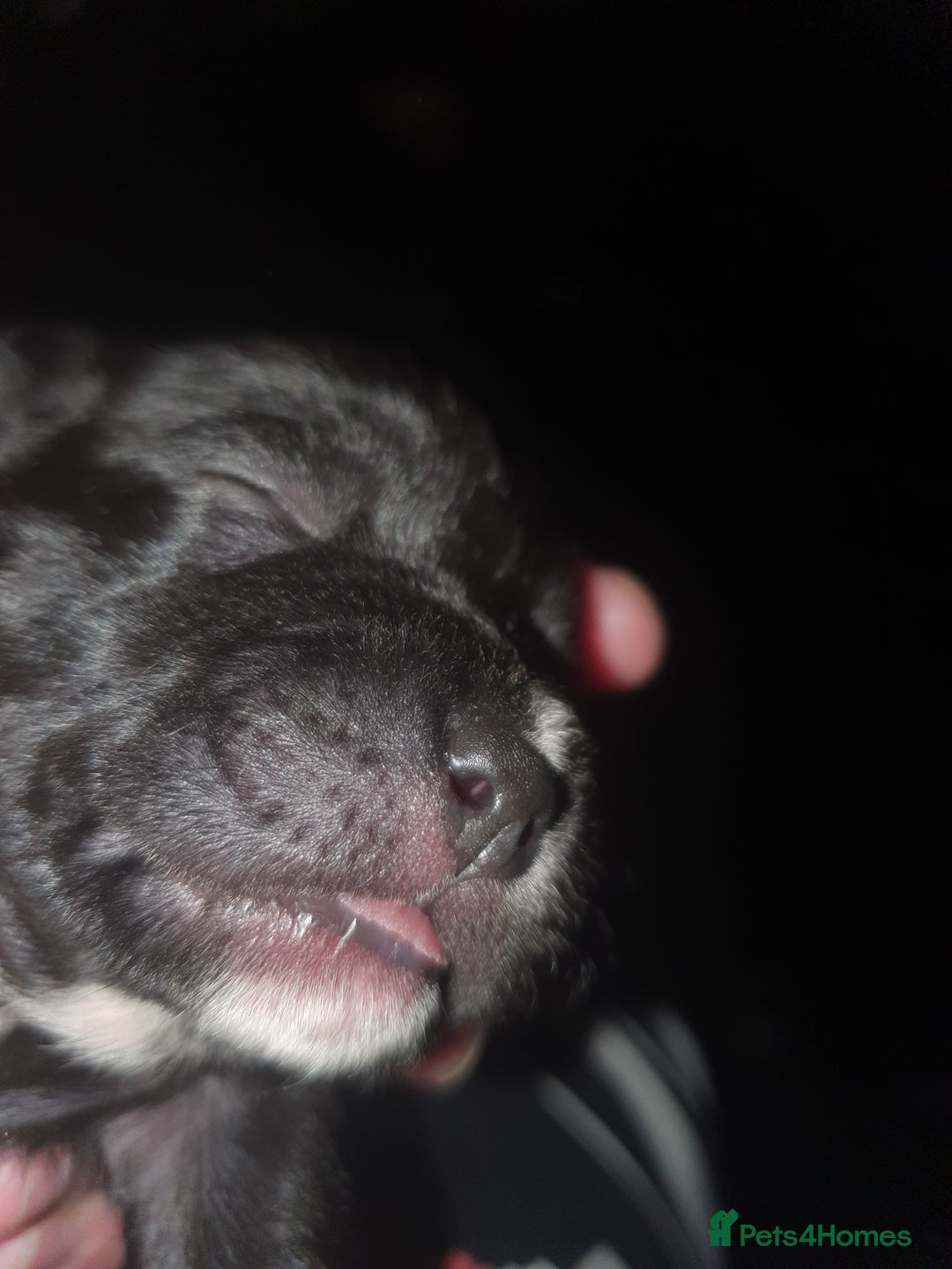 Staffordshire Bull Terrier dogs for sale: Staffordshire Bull Terrior Pups - 9 in total. - Image 14