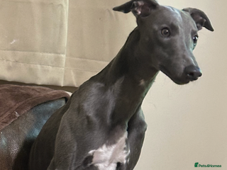 Whippet dogs STUNNING BLUE KC REG BOY - Advert 2