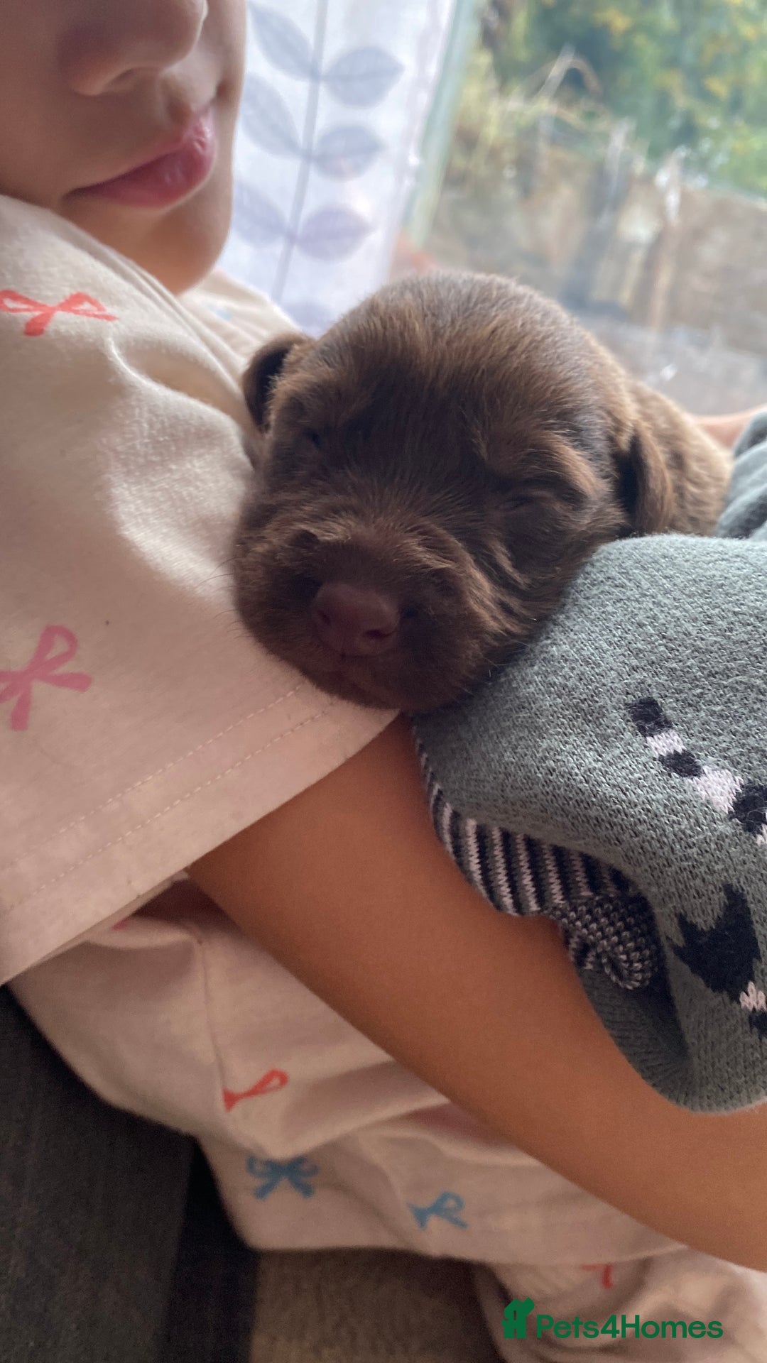 Mixed Breed dogs for sale: Beautiful Family-Raised Sheprador Puppies - Image 27