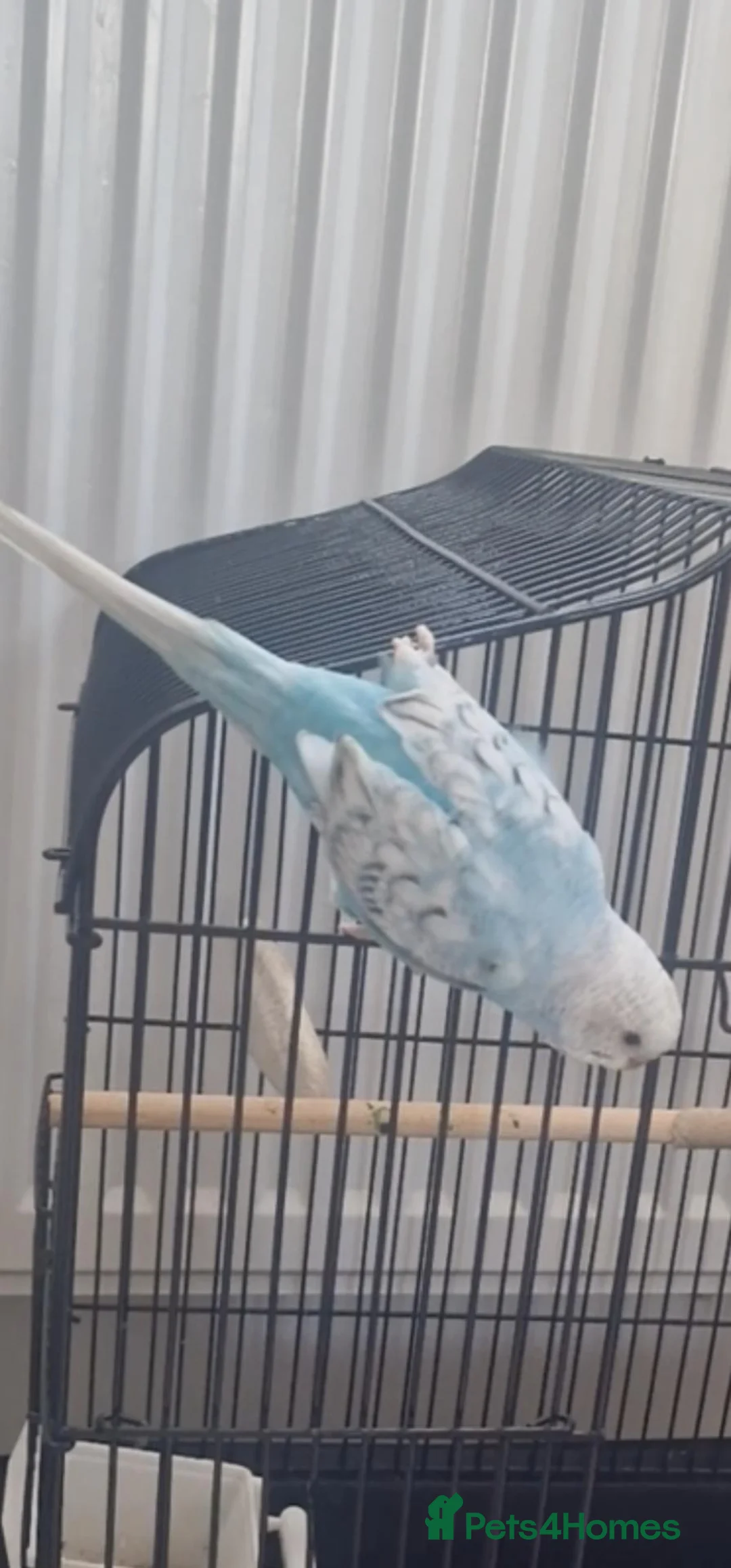 Budgerigars birds for sale: Budgie and set up in Crieff - Advert 2