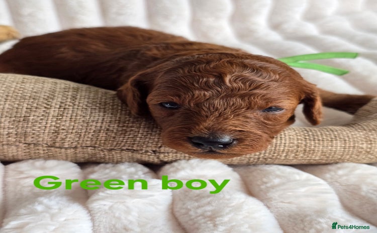 Cavapoo dogs - Advert 3