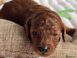 Cavapoo dogs - Advert 33