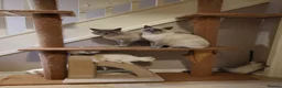 British Shorthair cats for sale: British Shorthair Points  - Advert 2