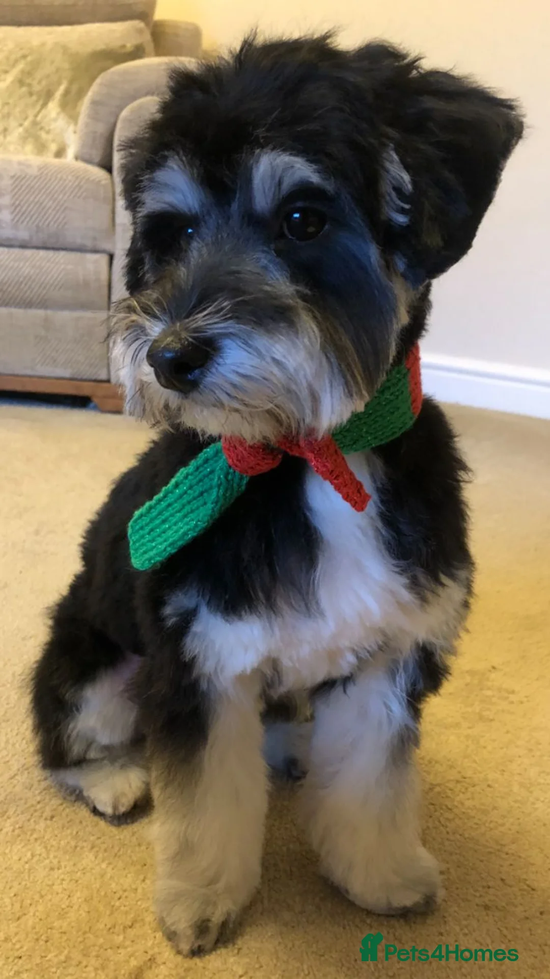 Toy Poodle dogs for stud: Phantom Toy Poodle Tri colour KC (STUD ONLY) in Coalville - Advert 31